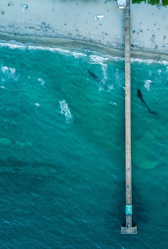 sharks swimming seaside